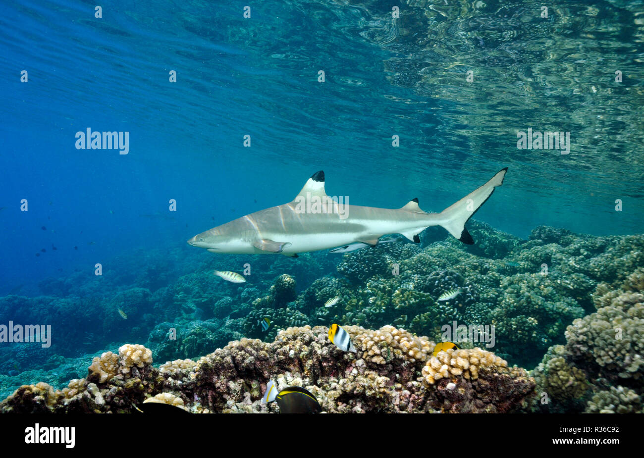 Blacktip Shark Reef Foto Stock
