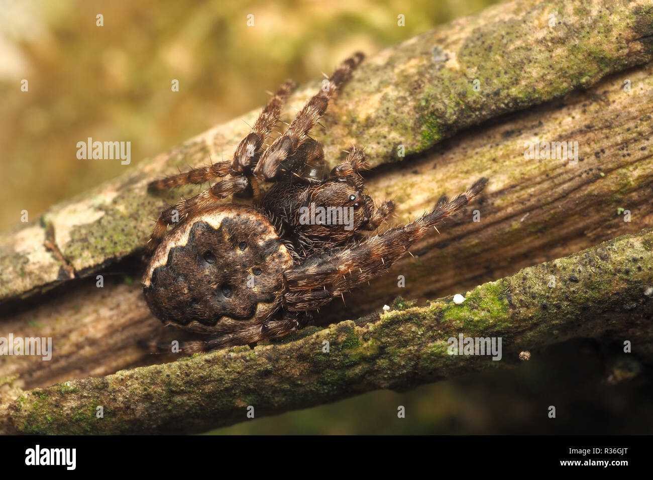 Noce Orb-weaver spider (Nuctenea umbratica) in appoggio sul ramo di albero. Tipperary, Irlanda Foto Stock