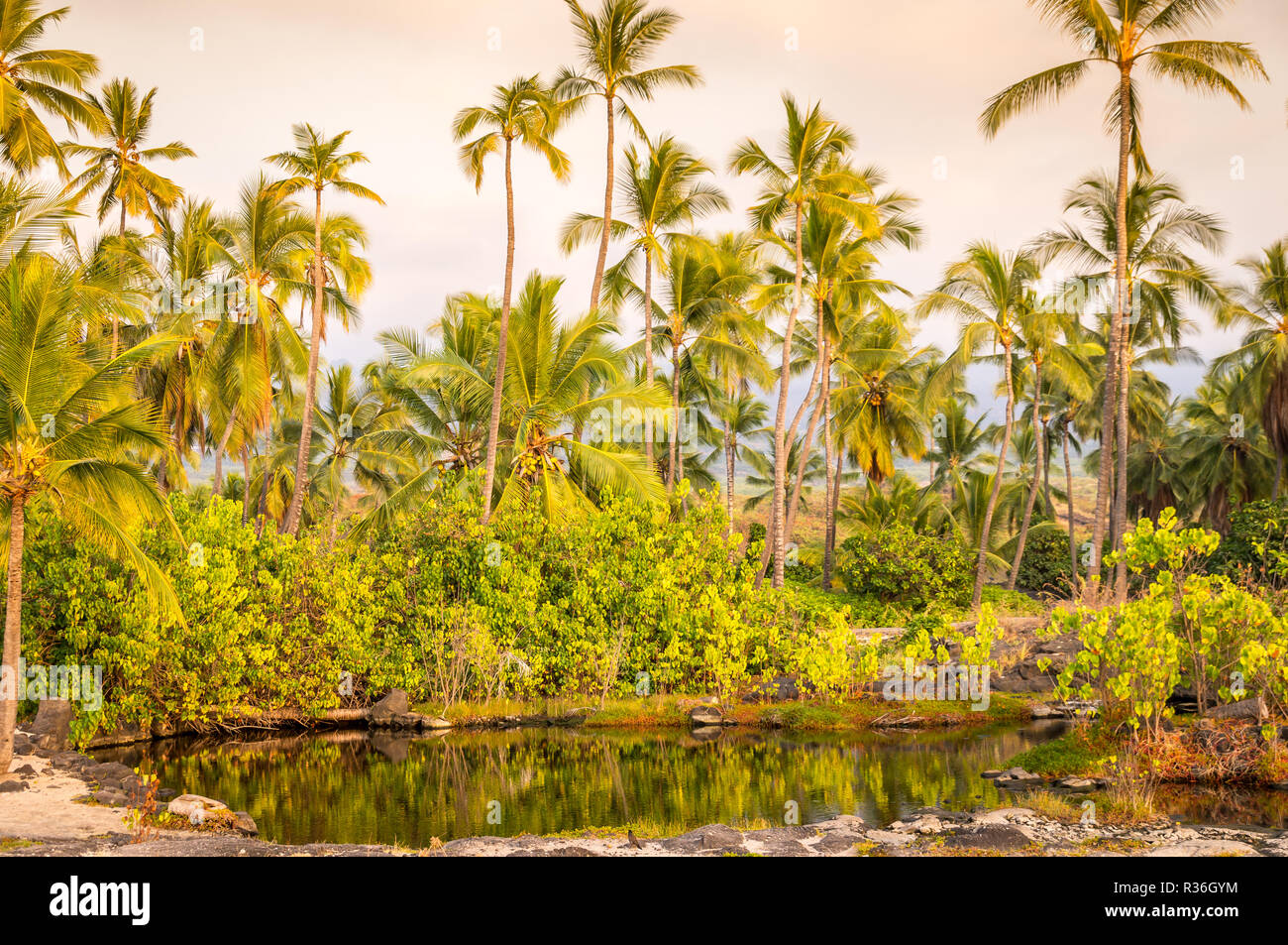 Le palme a laguna sulla Big Island delle Hawaii,: la mitica palme può essere trovata solo in più parti della grande isola lungo la costa, come qui a S Foto Stock