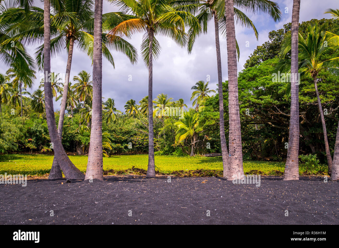 Le palme a Punaluu spiaggia di sabbia nera sulla Big Island delle Hawaii,: la sabbia nera è un bel contrasto con il verde lussureggiante vegetazione. Punaluu Beach in th Foto Stock