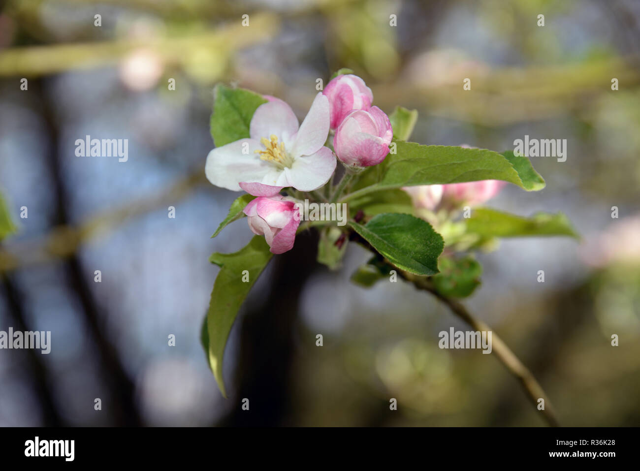 fiore di melo Foto Stock