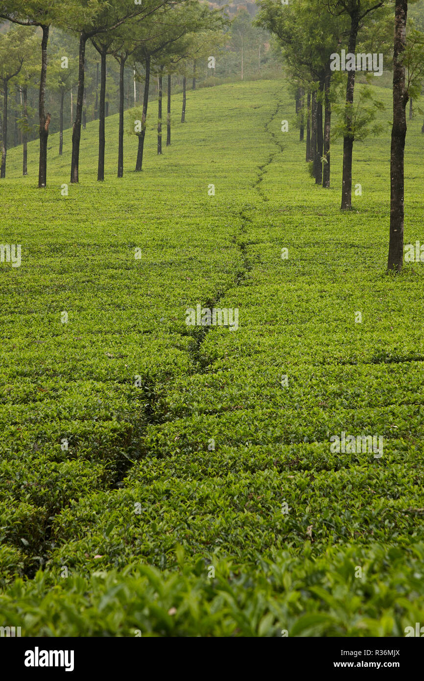 Fabbrica di tè in Kerala, India Foto Stock