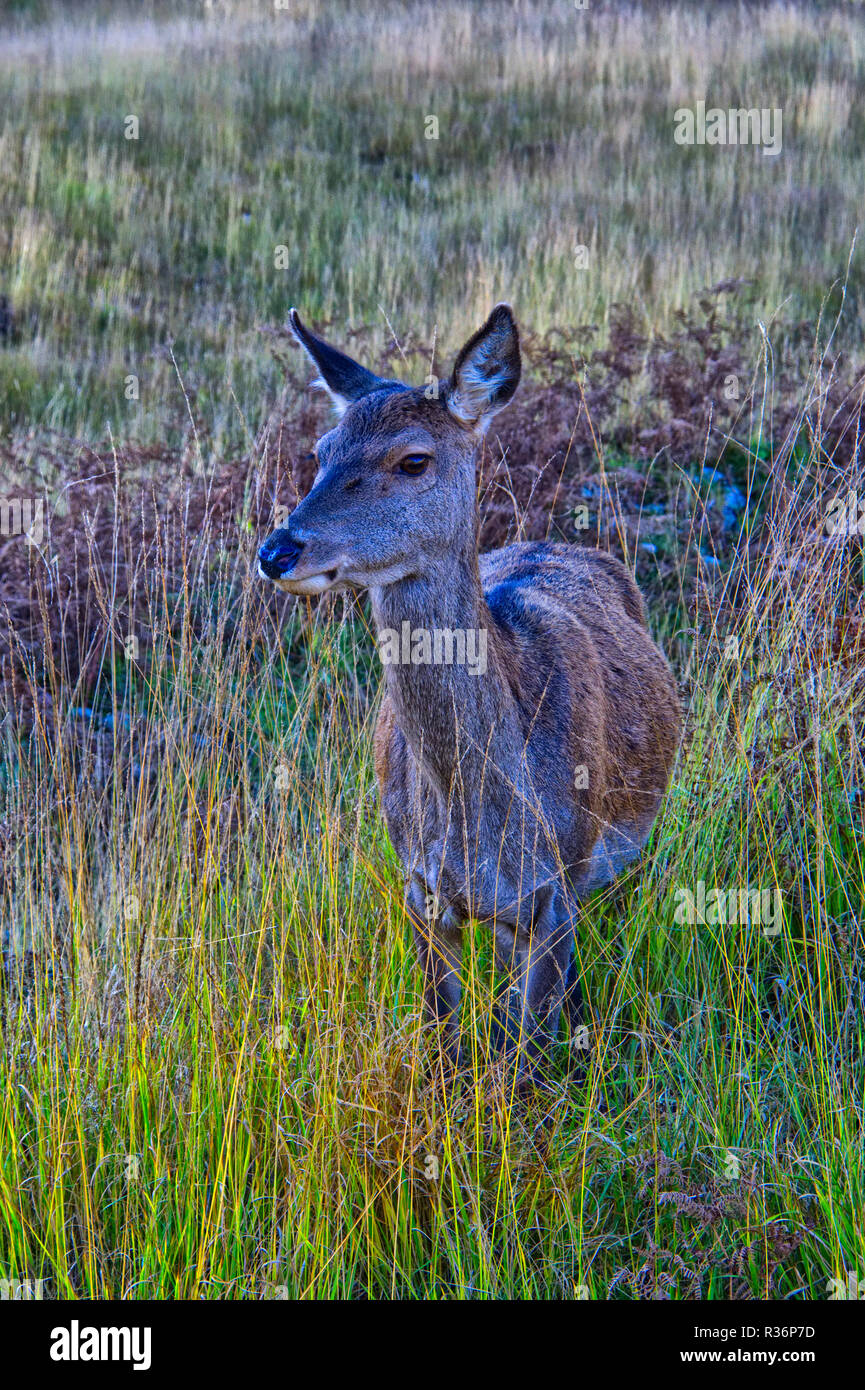 Red Deer  Glen Etive Foto Stock