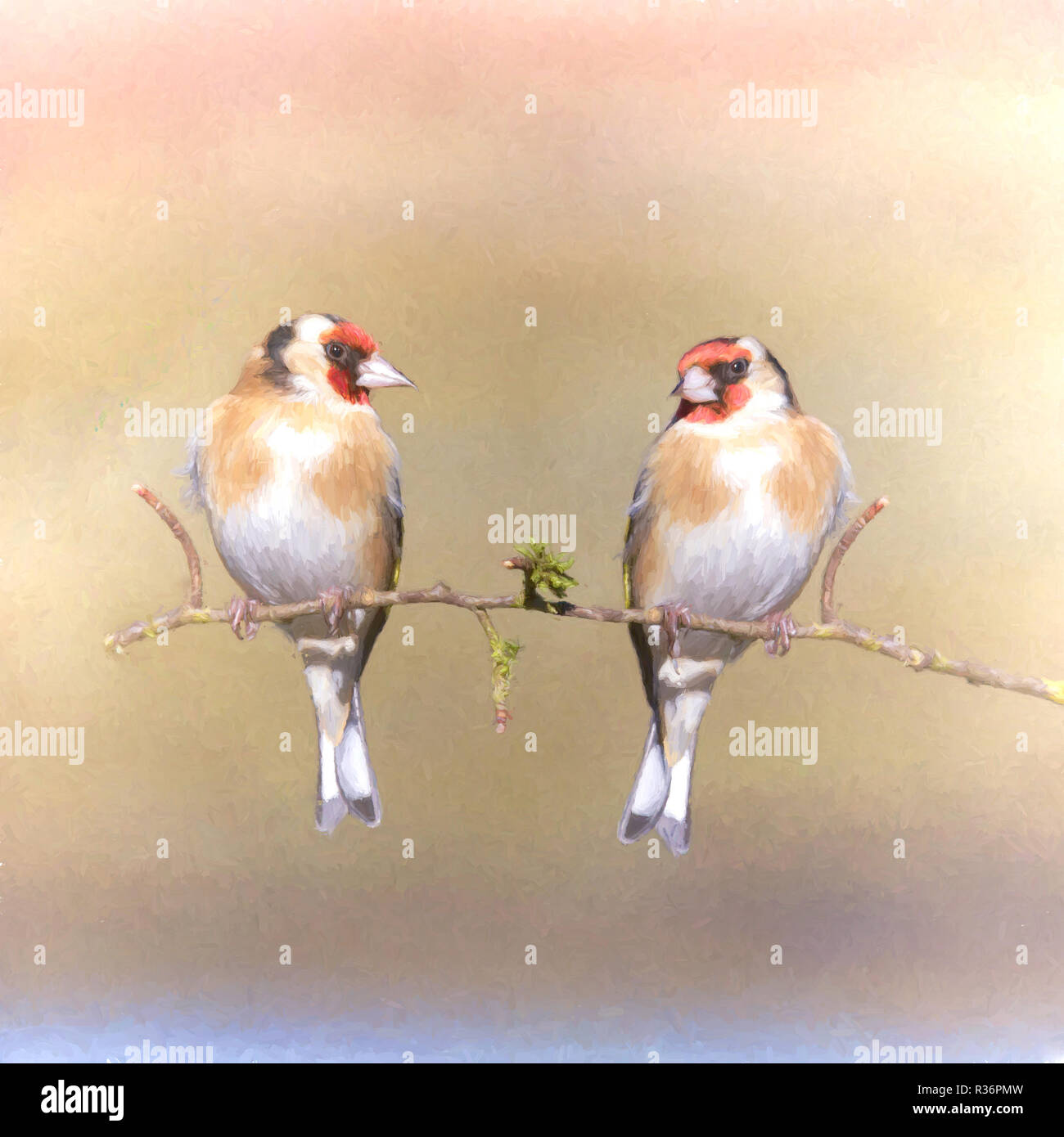 Cardellino europeo Foto Stock