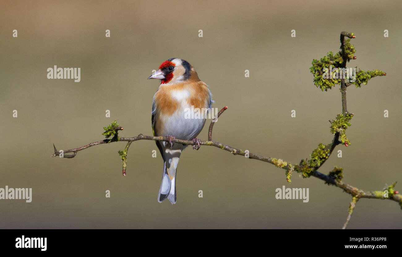 Cardellino europeo Foto Stock