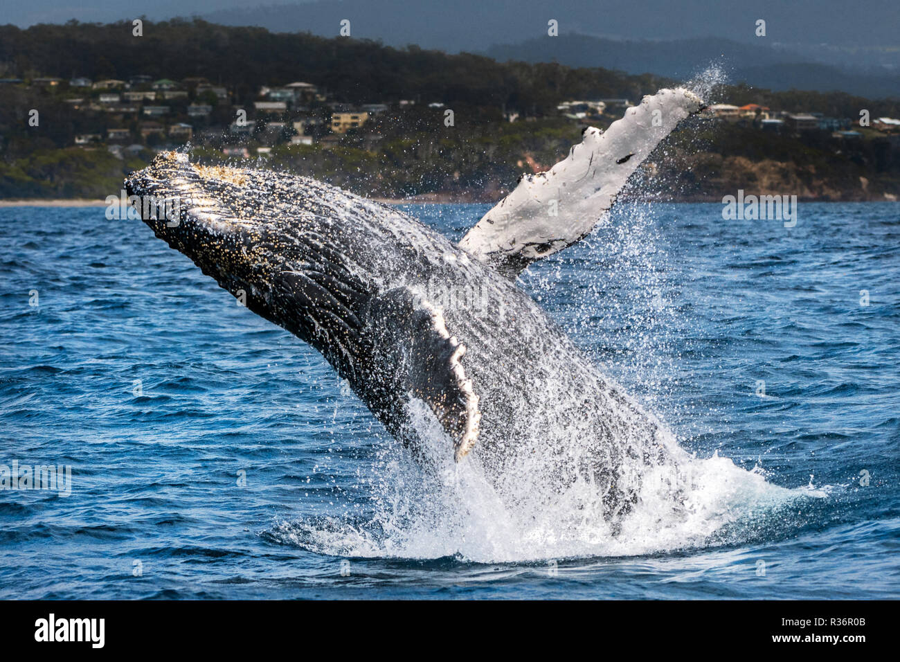 Humpback Whale violare al litorale orientale dell'Australia. Foto Stock