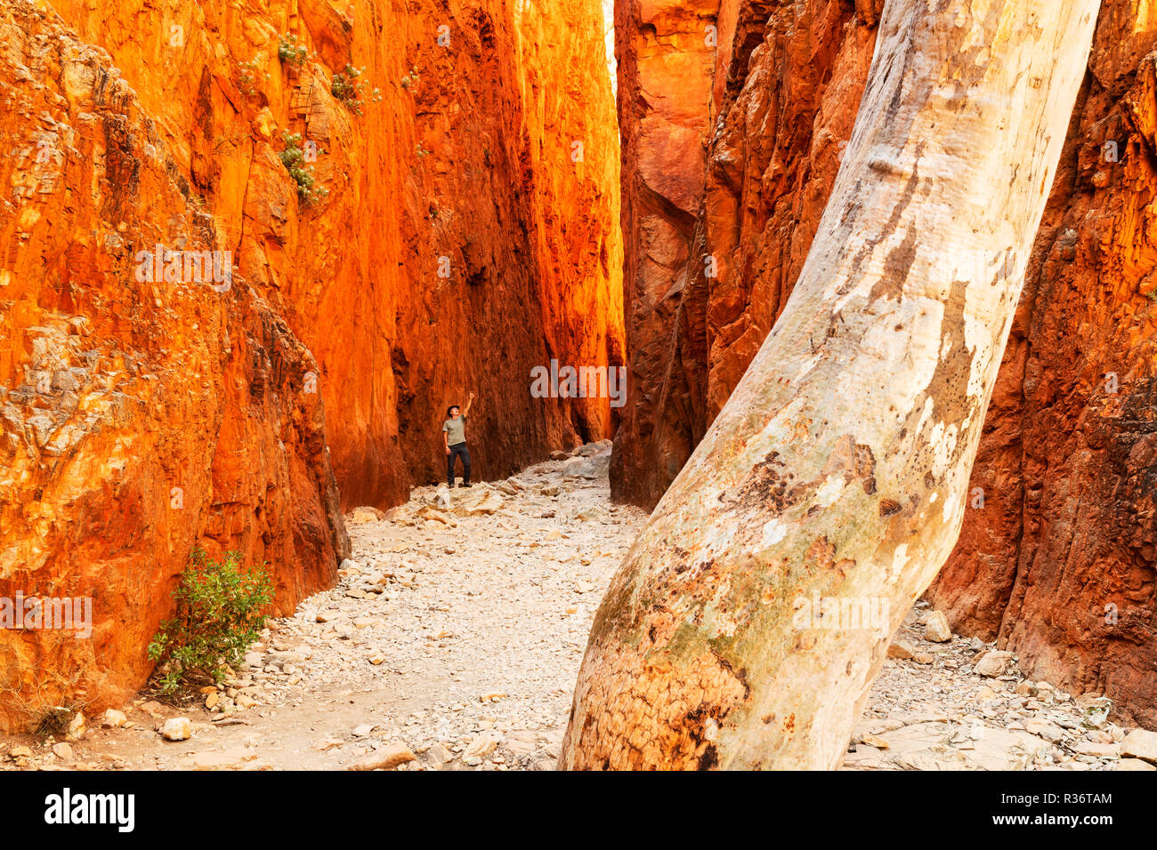 Persona in piedi tra l'incandescente pareti di roccia di Standley Chasm. Foto Stock