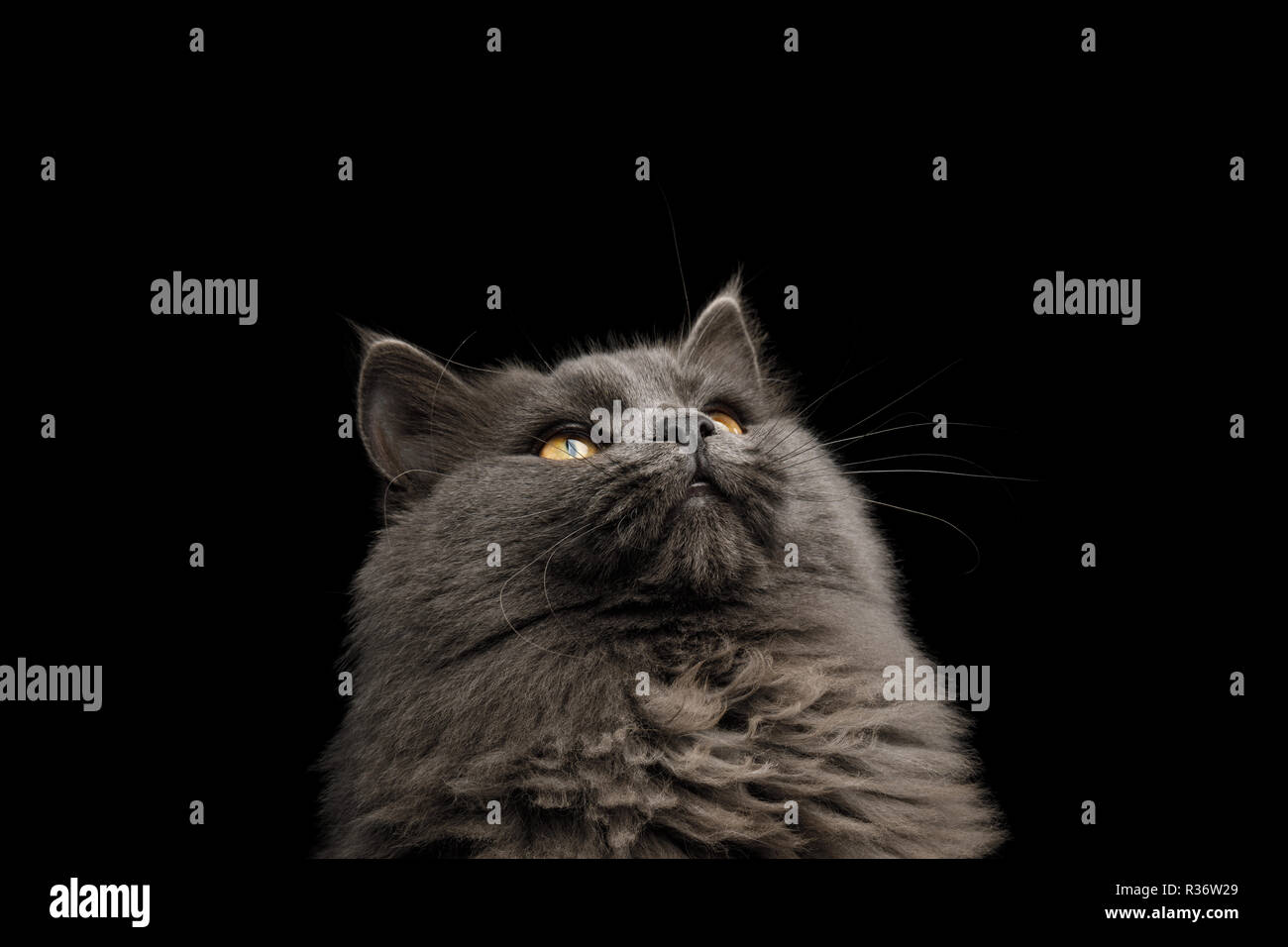 Ritratto di gatto grigio stare fino sulla isolato su sfondo nero Foto Stock