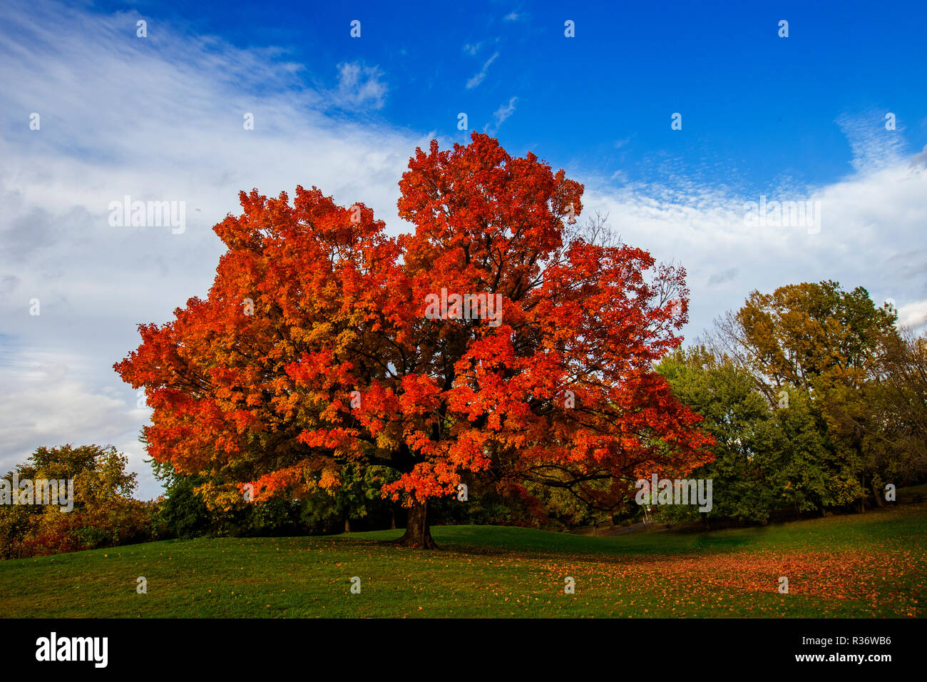 Maple tree caduta Foto Stock