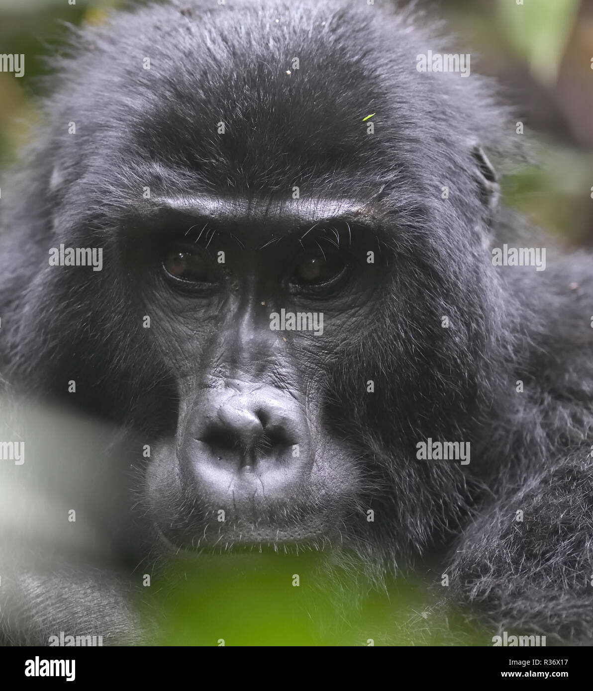 Ritratto di un maschio silverback gorilla di montagna (Gorilla beringei beringei) gode di una dolce merenda. Circa mille mountain rimangono in Uganda, Ruanda e Foto Stock
