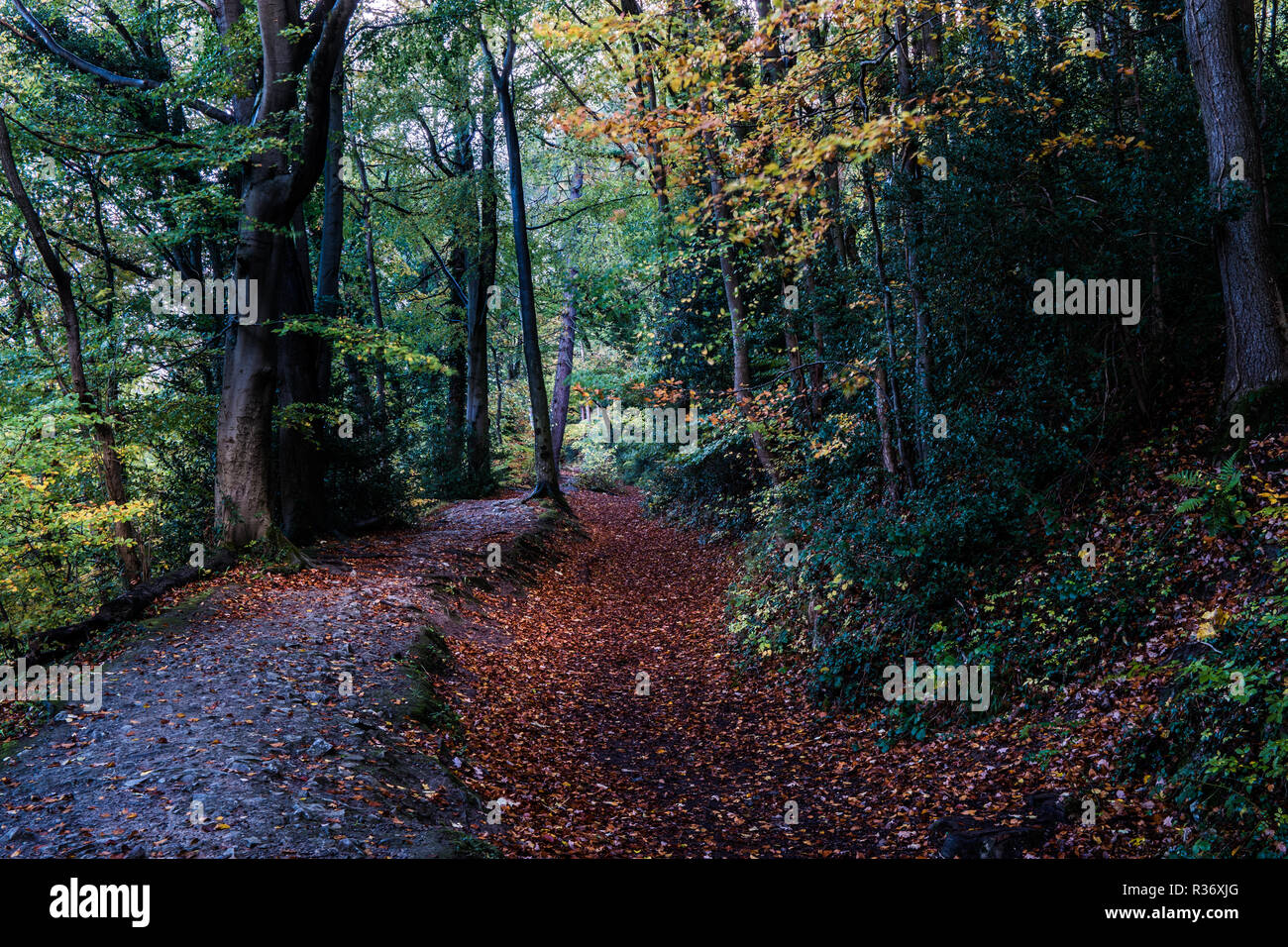 Percorso Leete ai ferri corti nei pressi di stampo, Denbighshire, North Wales UK. Foto Stock