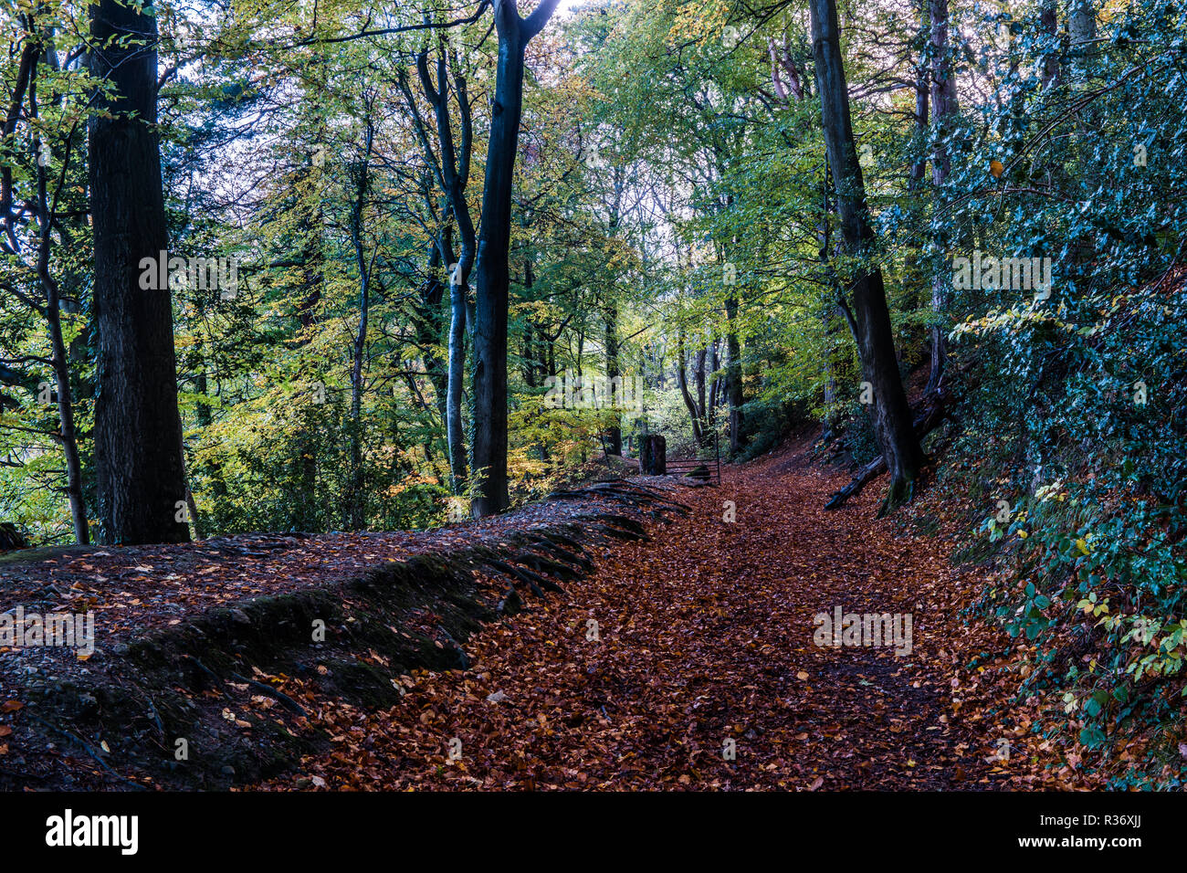 Percorso Leete ai ferri corti nei pressi di stampo, Denbighshire, North Wales UK. Foto Stock