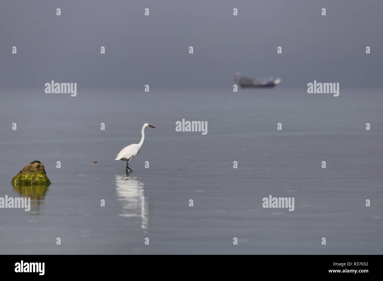 Airone bianco con una nave assorbita in background Foto Stock
