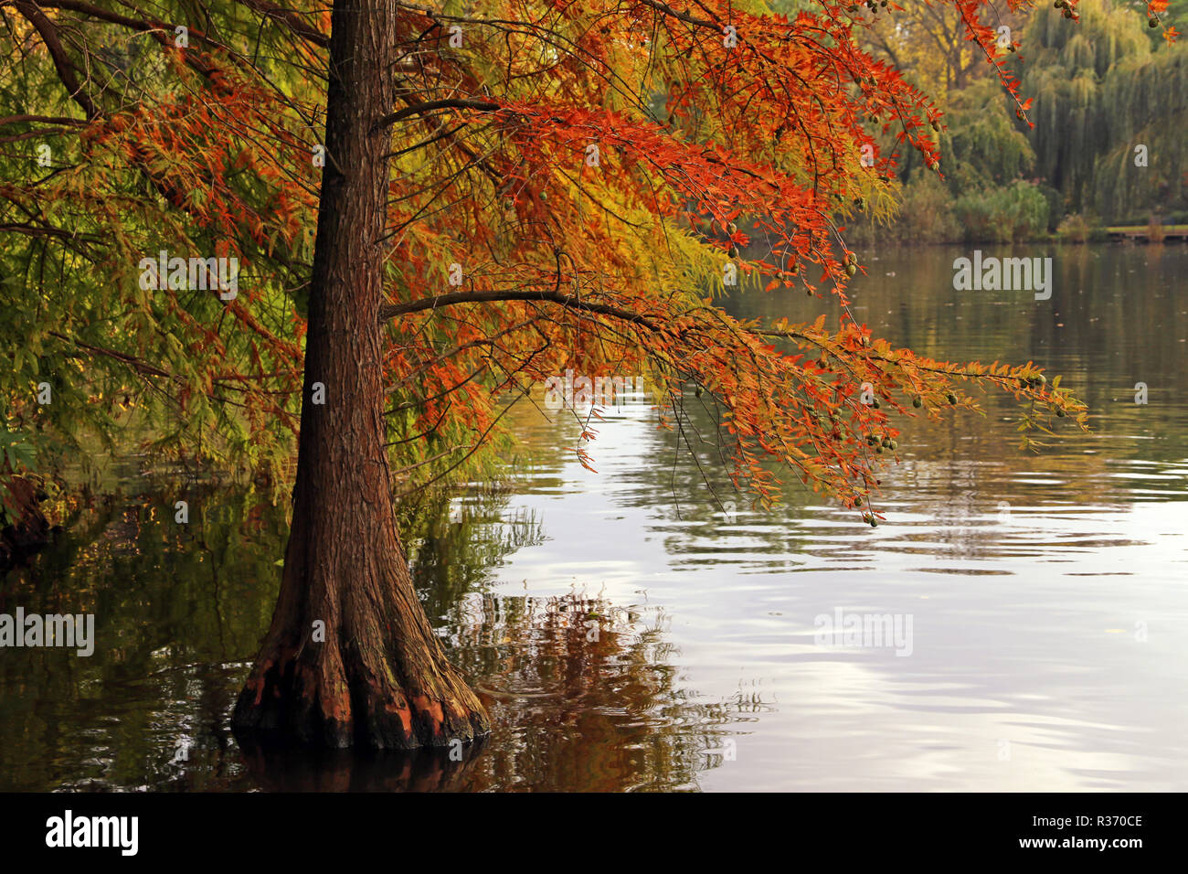 Cypress Taxodium distichum nel fogliame di autunno Foto Stock