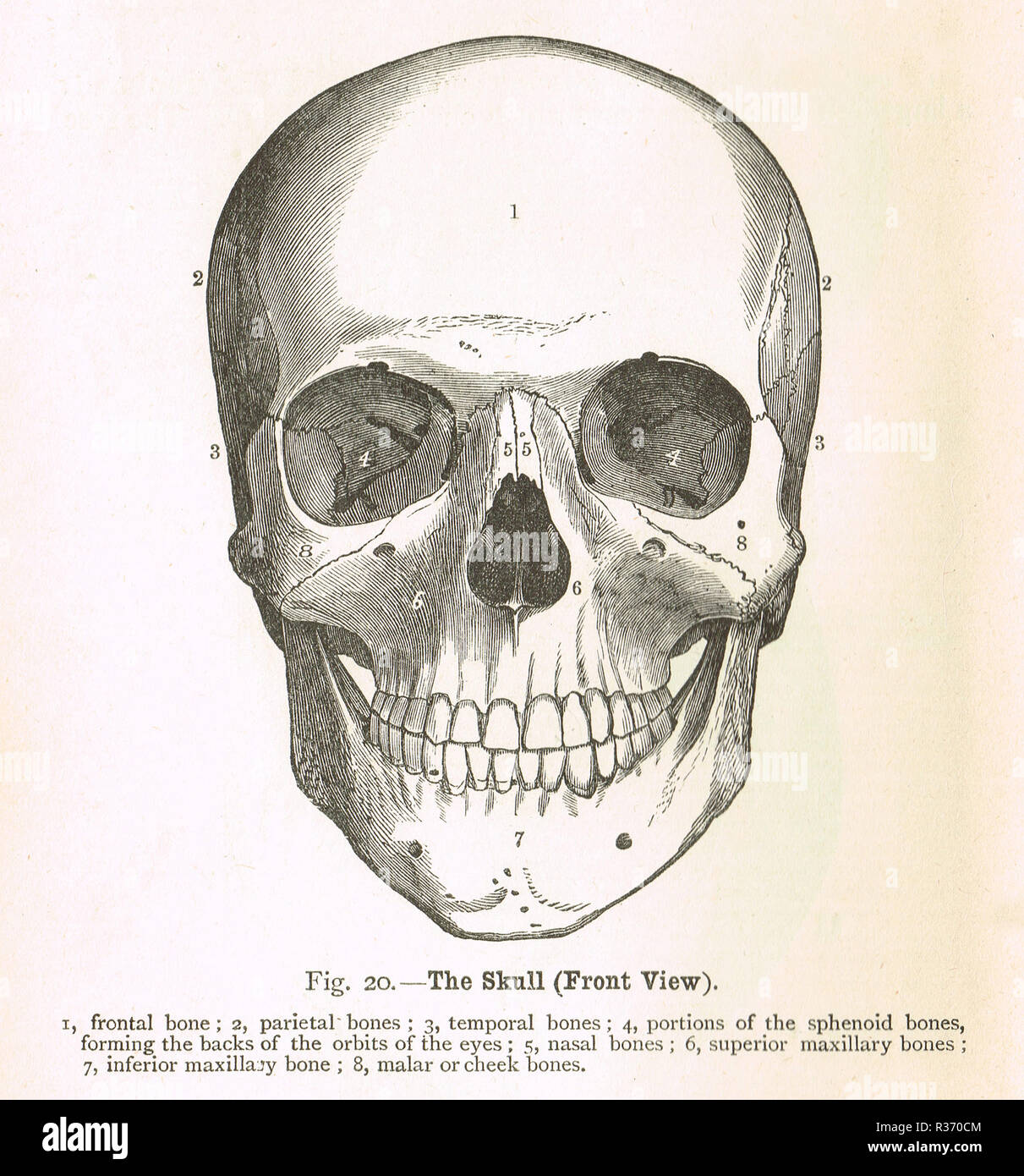 Cranio umano, vista frontale. Un xix secolo illustrazione Foto Stock