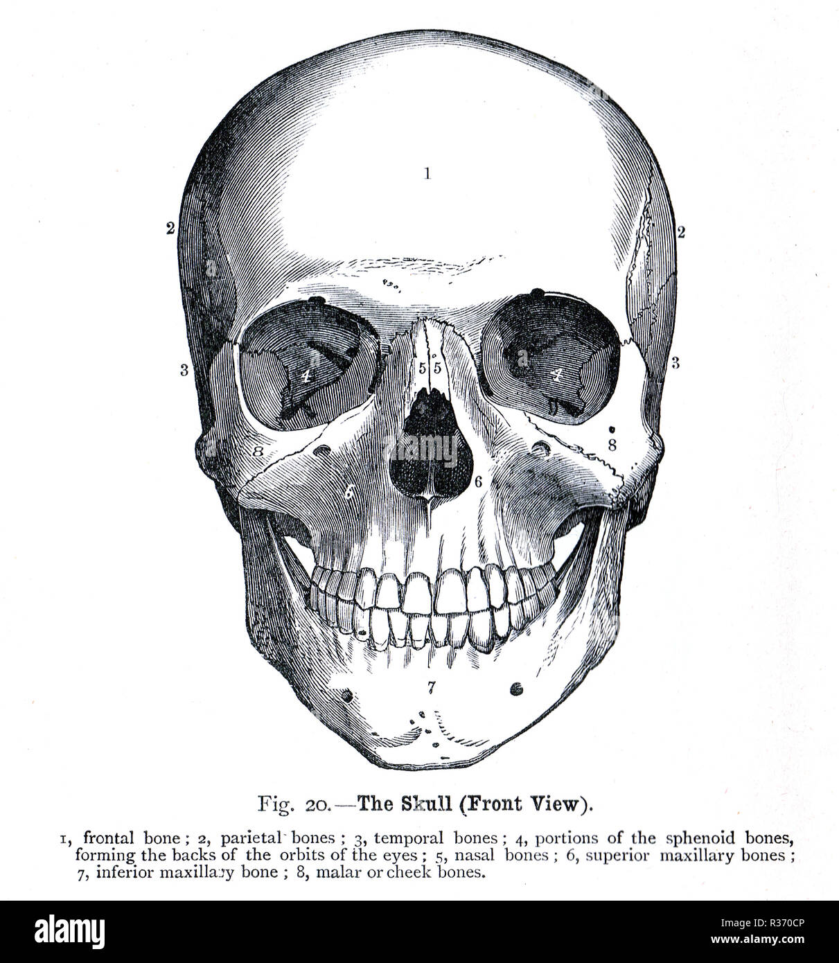 Cranio umano, vista frontale. Un xix secolo illustrazione Foto Stock