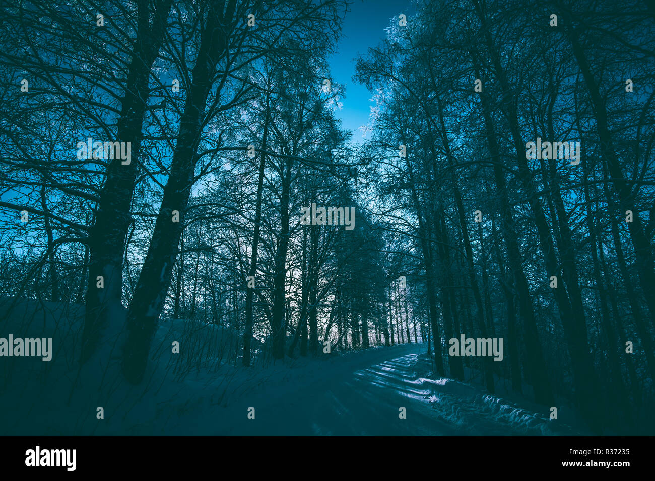 Paesaggio invernale in luce lunare. Foto da Sotkamo, Finlandia. Foto Stock