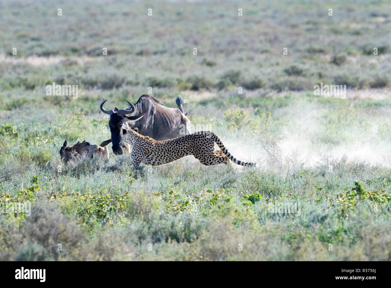 Ghepardo (Acinonyx jubatus) caccia su blue GNU (Connochaetes taurinus) di vitello, cacciati dalla madre GNU, Ngorongoro Conservation ar Foto Stock