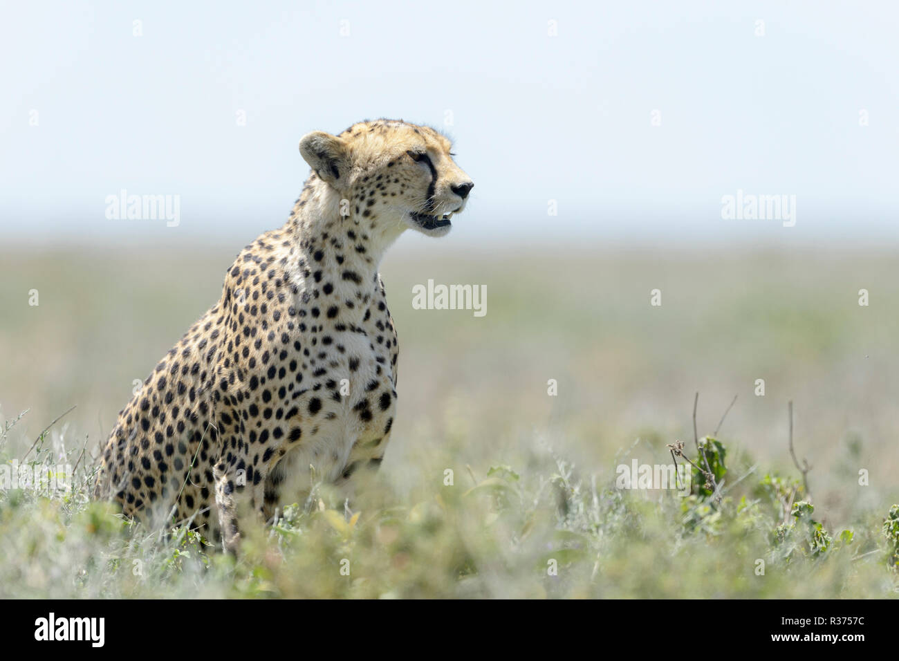 Ghepardo (Acinonyx jubatus) seduti sulla savana, in cerca di preda, Ngorongoro Conservation Area, Tanzania. Foto Stock