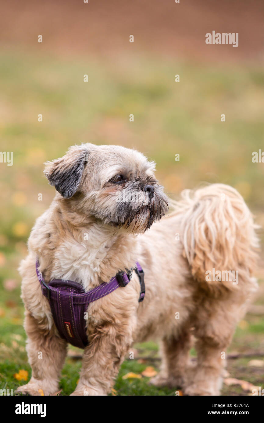 Dettagliato, ritratto di close-up di beige, famiglia pet Lhasa apso cane nel cablaggio, guardando indietro sopra la sua spalla, all'aperto in country park. Una cute cane. Foto Stock