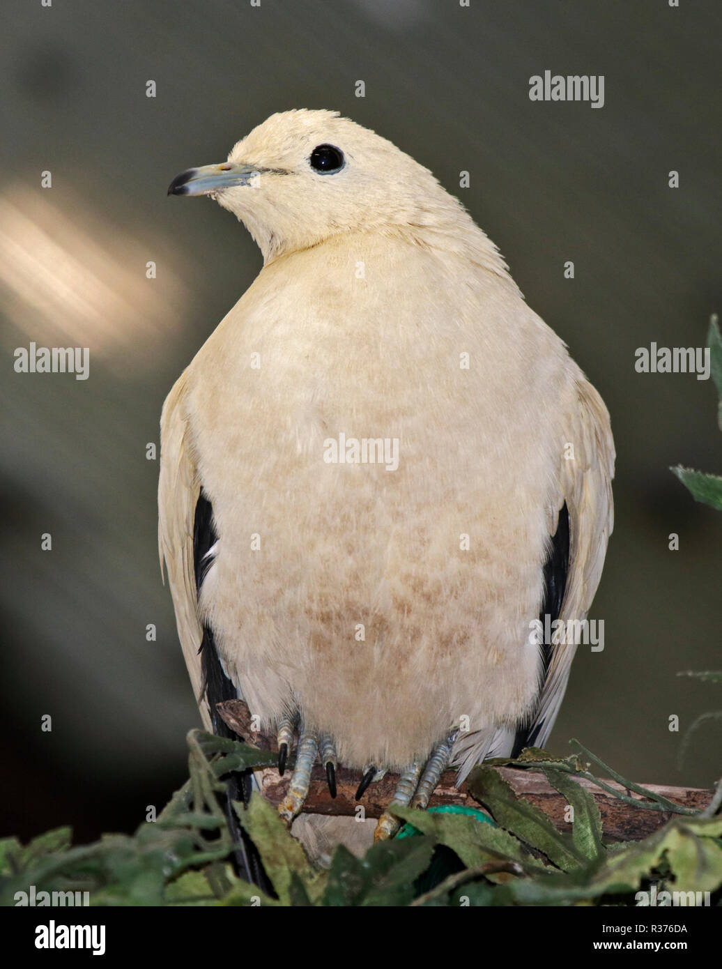 Pied Piccione imperiale (ducula bicolore) Foto Stock