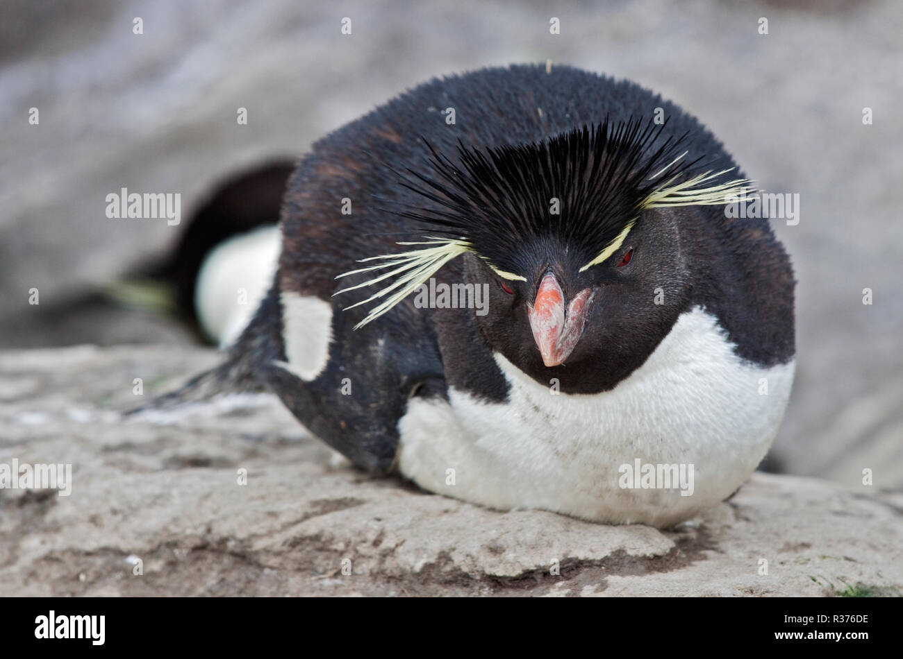 Sud del pinguino saltaroccia (eudyptes chrysocome), West Point Island, Isole Falkland Foto Stock