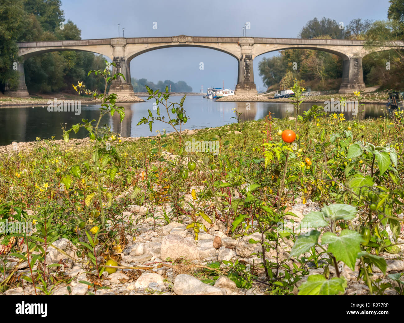 Vite-pomodori maturi crescente selvatici in un asciugata Lanca del fiume Reno, una sensazione generata da una prolungata siccità 2018, Bad Honnef, NRW, Germania Foto Stock