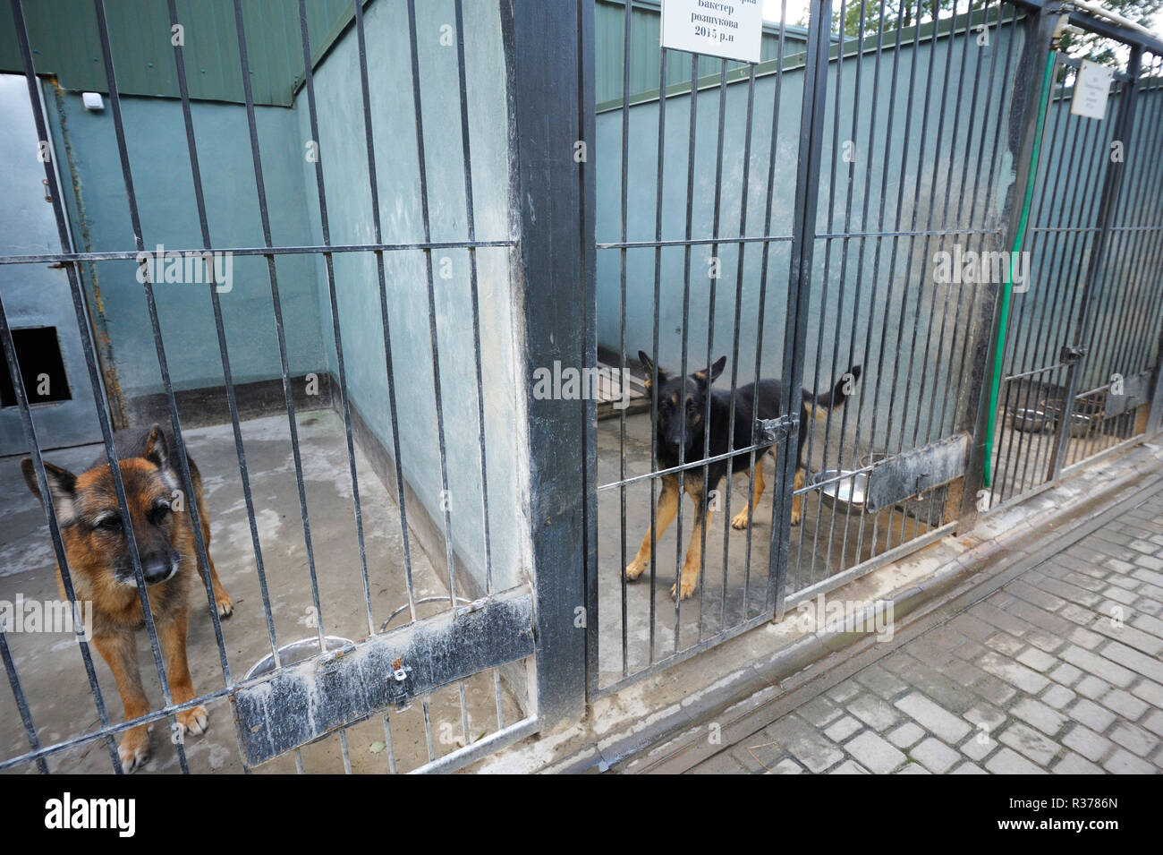 Al centro di Canine. Vecchi cani di polizia in pensione (pastore tedesco) seduti nella voliera. Ottobre 18, 2018. Base militare Novo-Petrivtsi, Ucraina Foto Stock