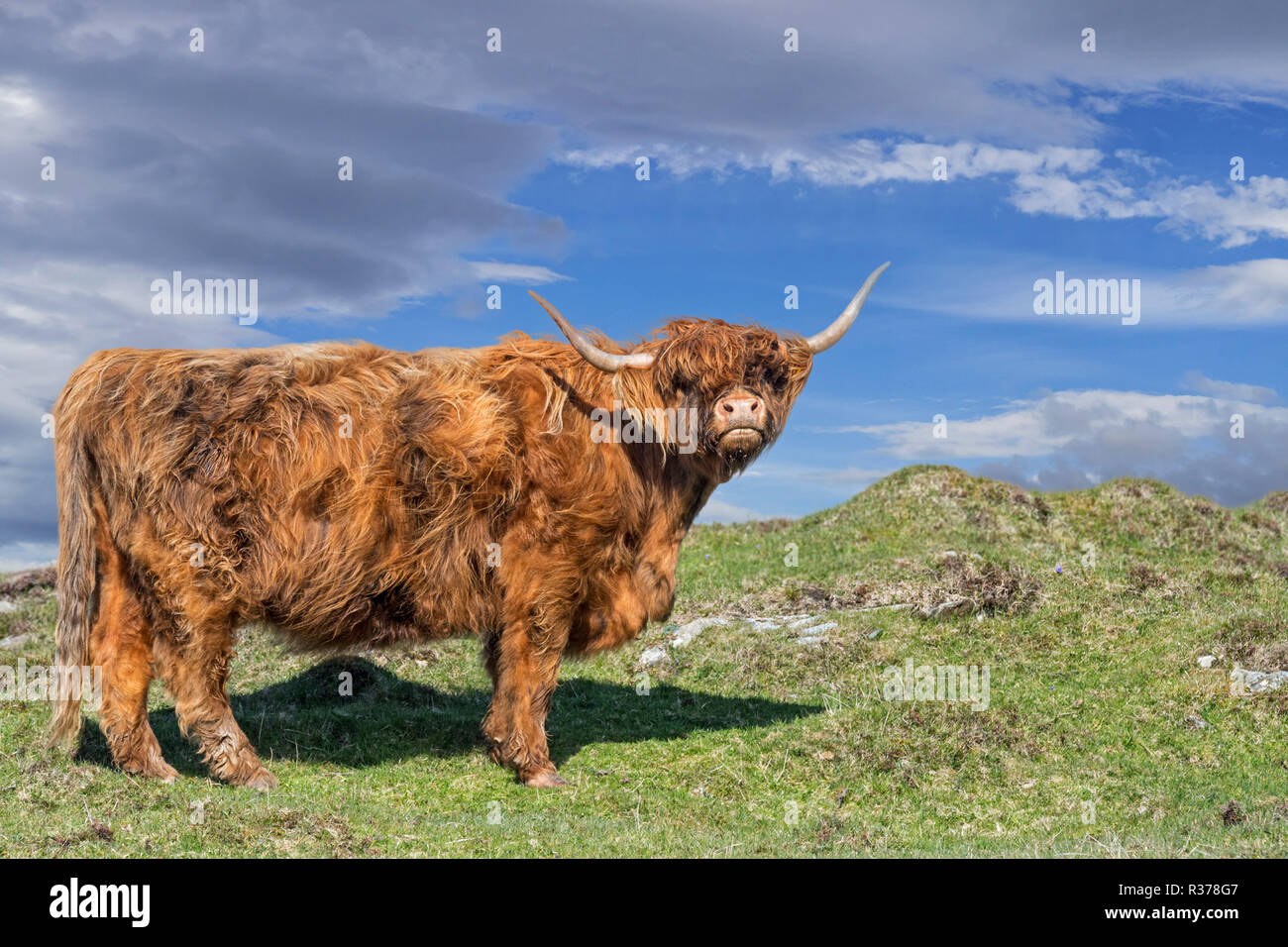 Highland mucca (Bos taurus) ritratto nelle Highlands scozzesi, Scotland, Regno Unito Foto Stock