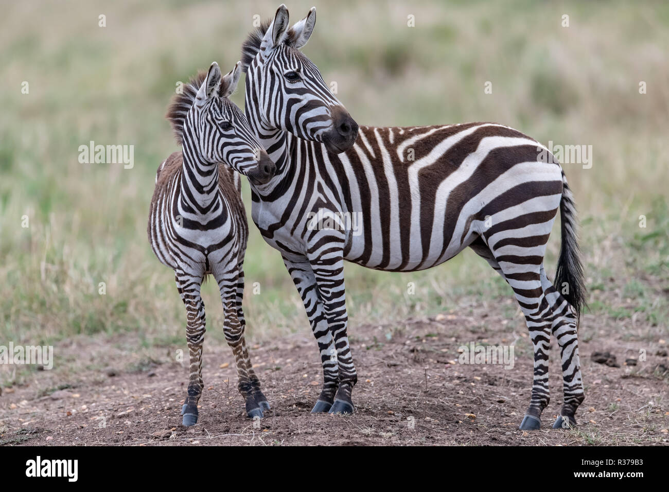 Madre & young zebra comune (Equus quagga burchelli) in Kenya Foto Stock