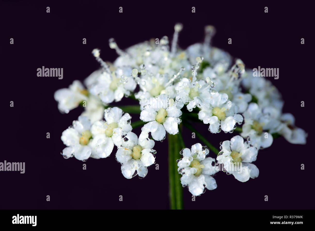 Yarrow, Achillea millefolium, tradizionale pianta medicinale Foto Stock