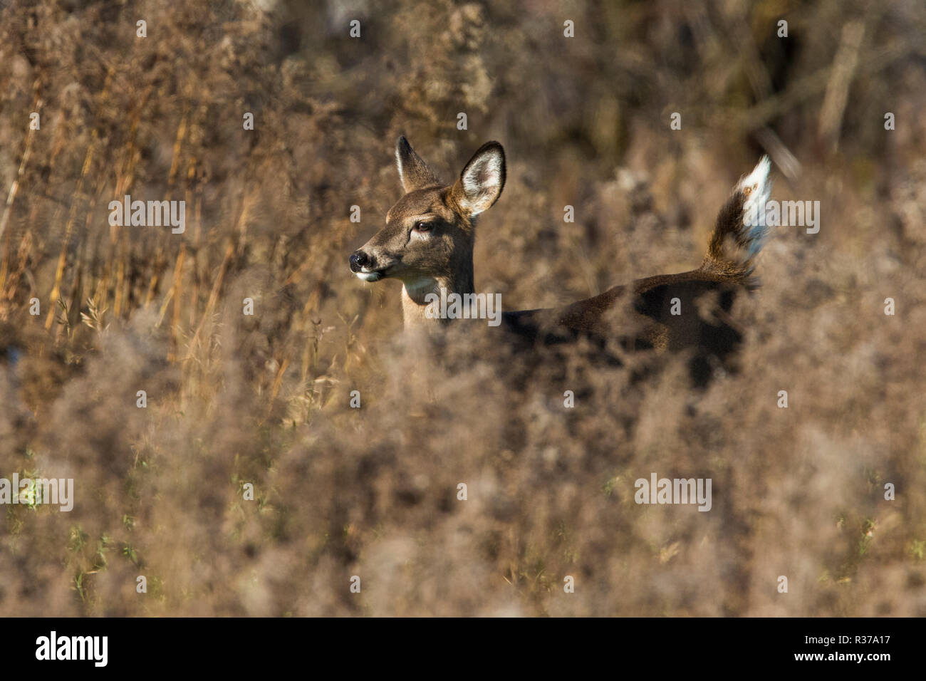 Young White Tailed Deer Foto Stock