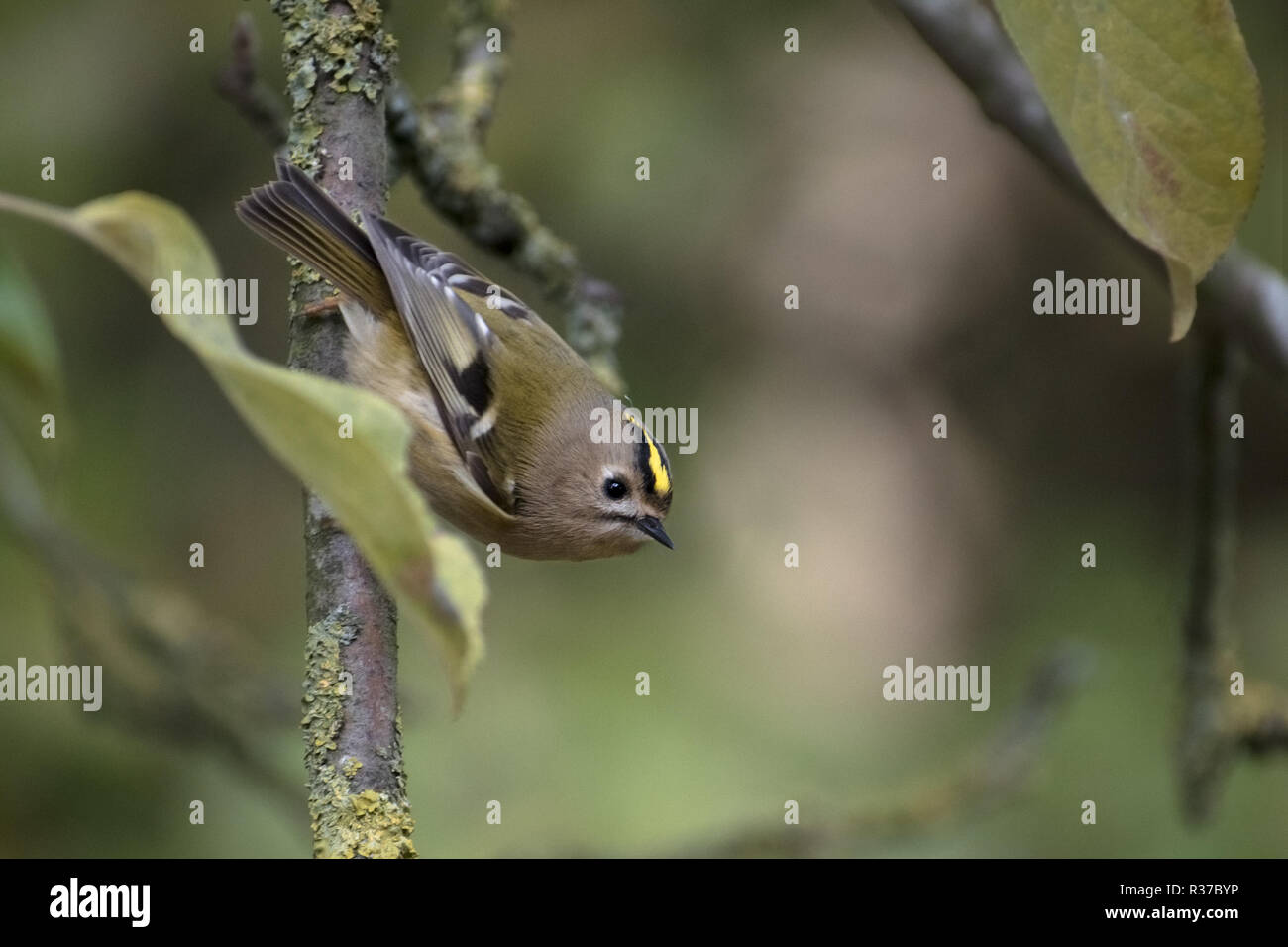 Goldcrest (Regulus regulus) una piccolissima passerine bird alla ricerca di cibo su un albero di mele, copia dello spazio, messa a fuoco selezionata Foto Stock