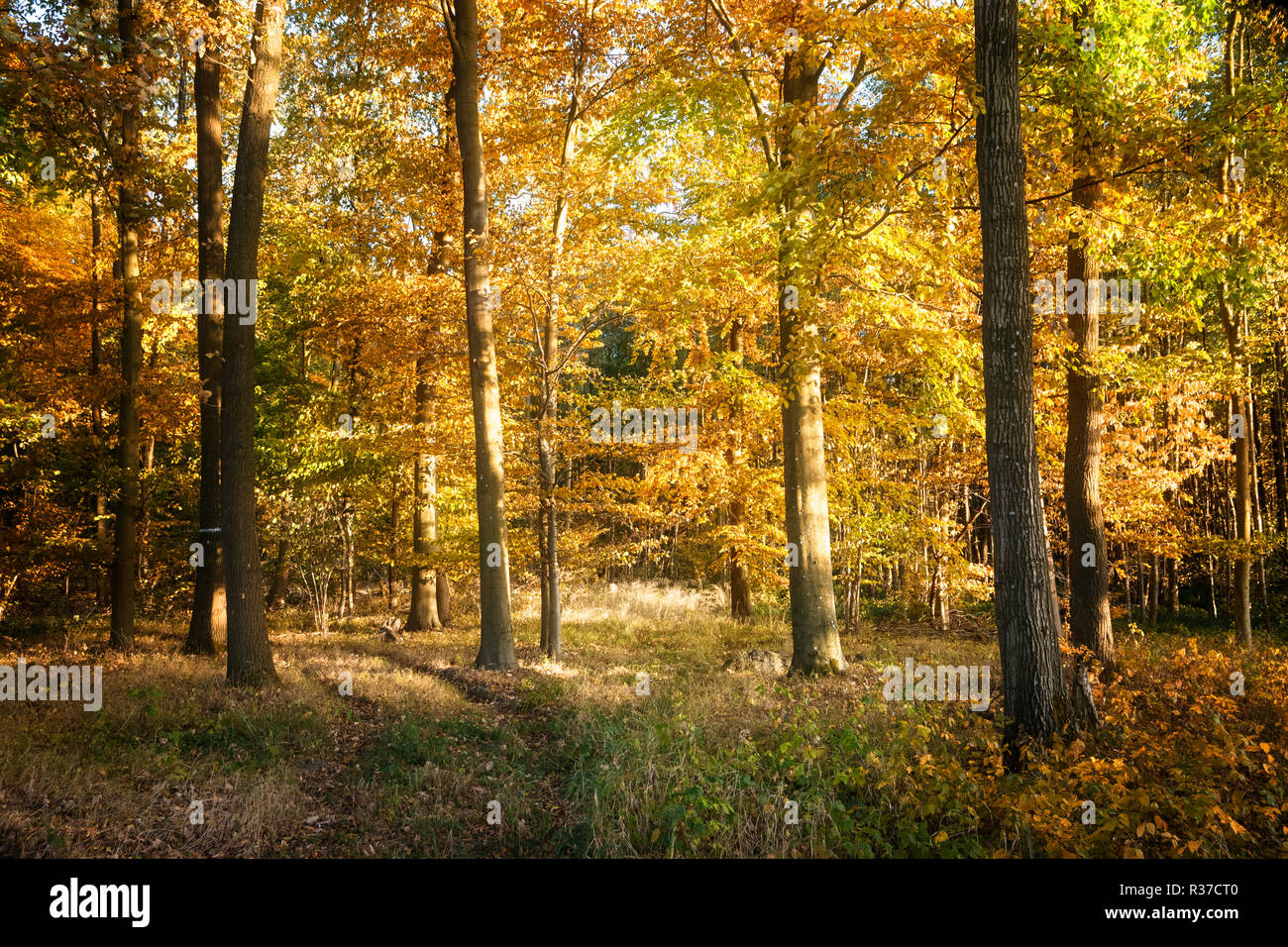 Bosco autunnale con foglie colorate, natura stagionale sfondo, messa a fuoco selezionata Foto Stock