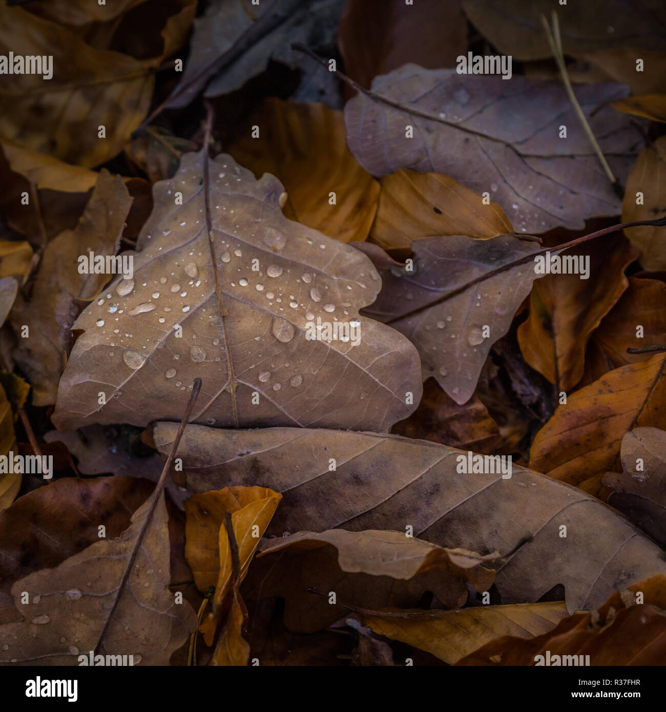 Wassertropfen auf Eichenblätter im Herbst Foto Stock
