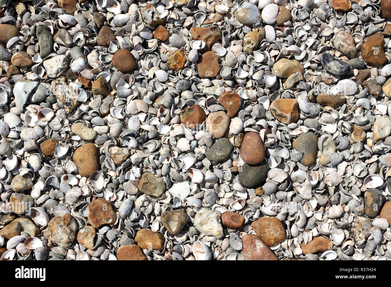 Le conchiglie e ciottoli su una spiaggia di ciottoli Foto Stock