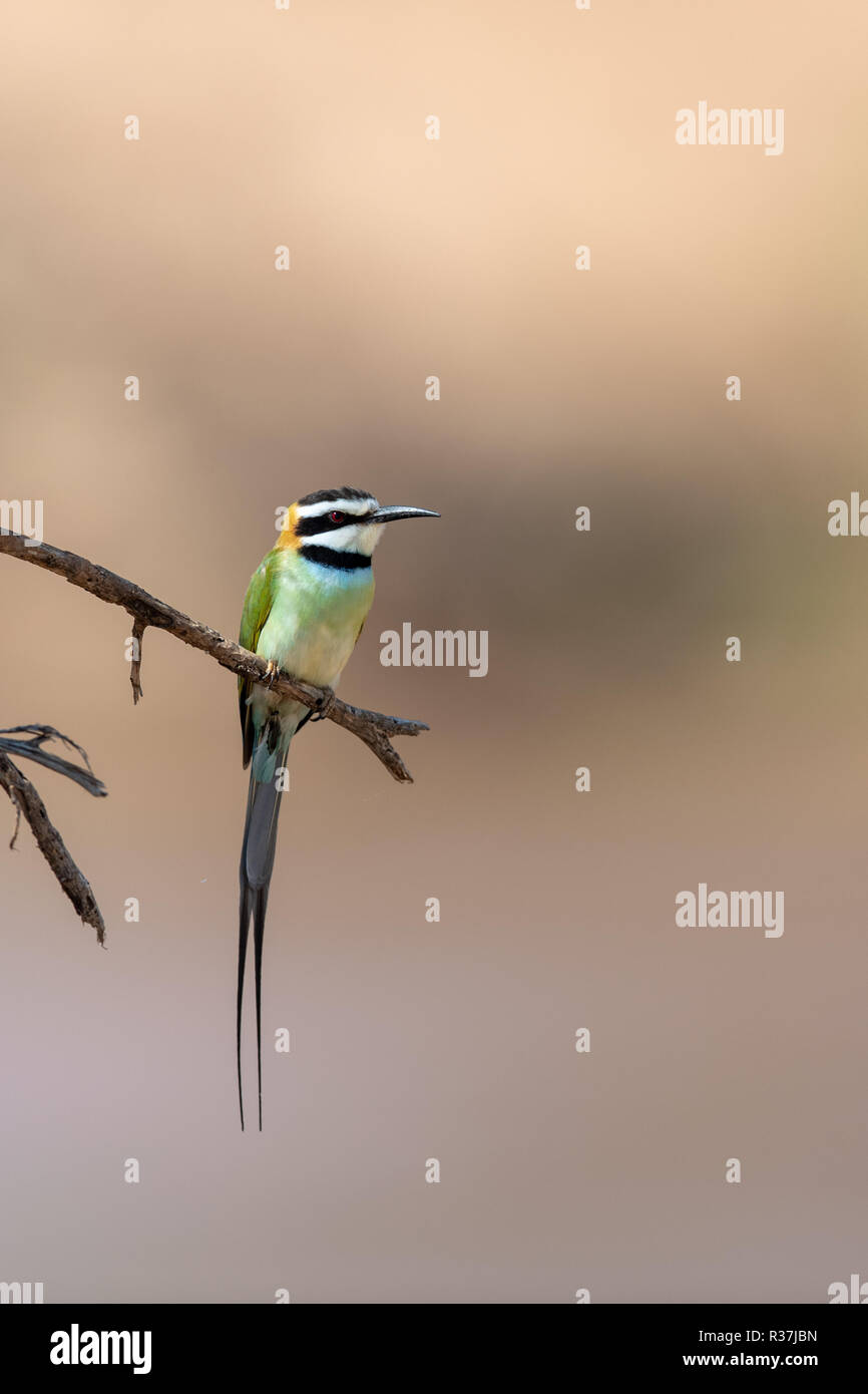 Bianco-throated Gruccione (Merops albicolis) in Kenya, Africa Foto Stock