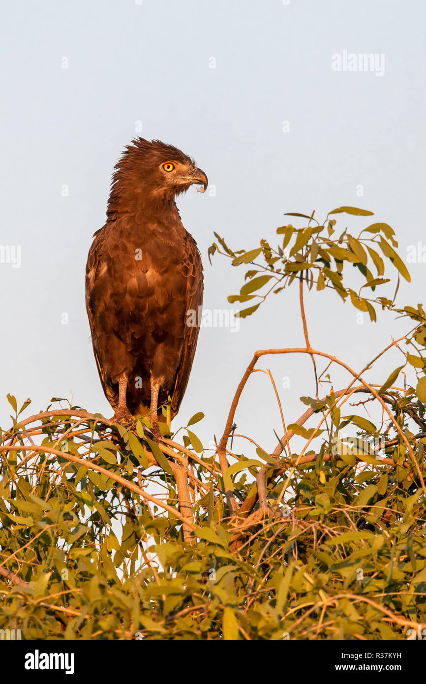 Brown snake eagle (Circaetus cinereus) in Kenya Foto Stock