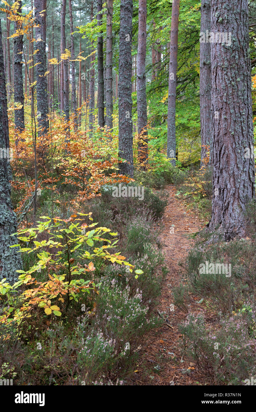 Torbreck Bosco in autunno nelle Highlands della Scozia. Foto Stock