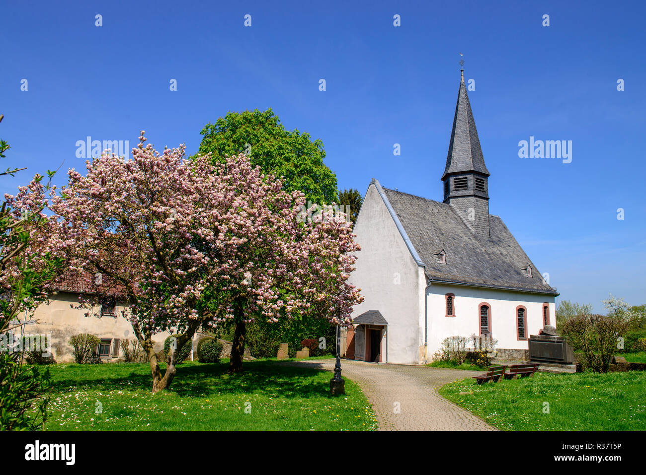 Protestanti chiesa parrocchiale in primavera, Ossenheim, Friedberg, Hesse, Germania Foto Stock