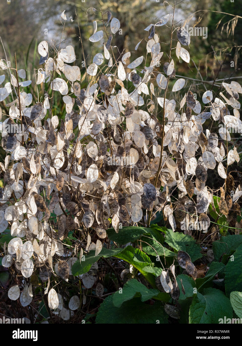 Capsule di seme dell annuale l'onestà, la Lunaria annua, fornire anche in autunno e in inverno la decorazione Foto Stock