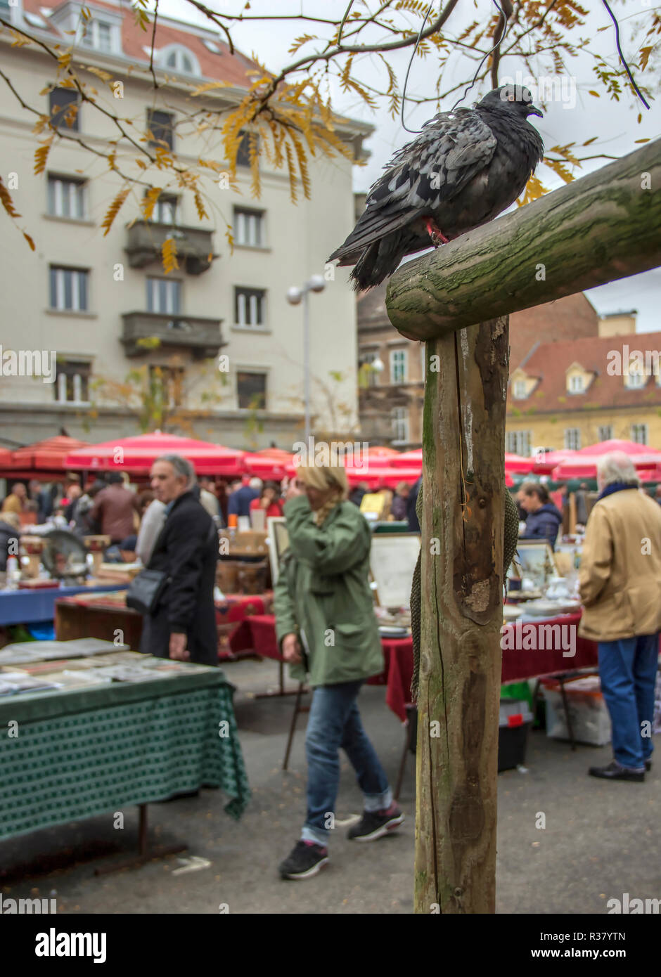 Zagabria, Croazia, Novembre 2018 - un piccione appollaiato su un montante in legno presso il British piazza Mercato delle pulci Foto Stock