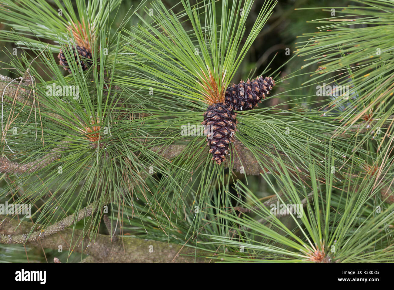 Gelb-Kiefer, Gold-Kiefer, Gelbkiefer, Goldkiefer, Ponderosa-Kiefer, Zapfen, Kiefernzapfen, Pinus ponderosa, ponderosa pine, bull pine, blackjack, pino Foto Stock