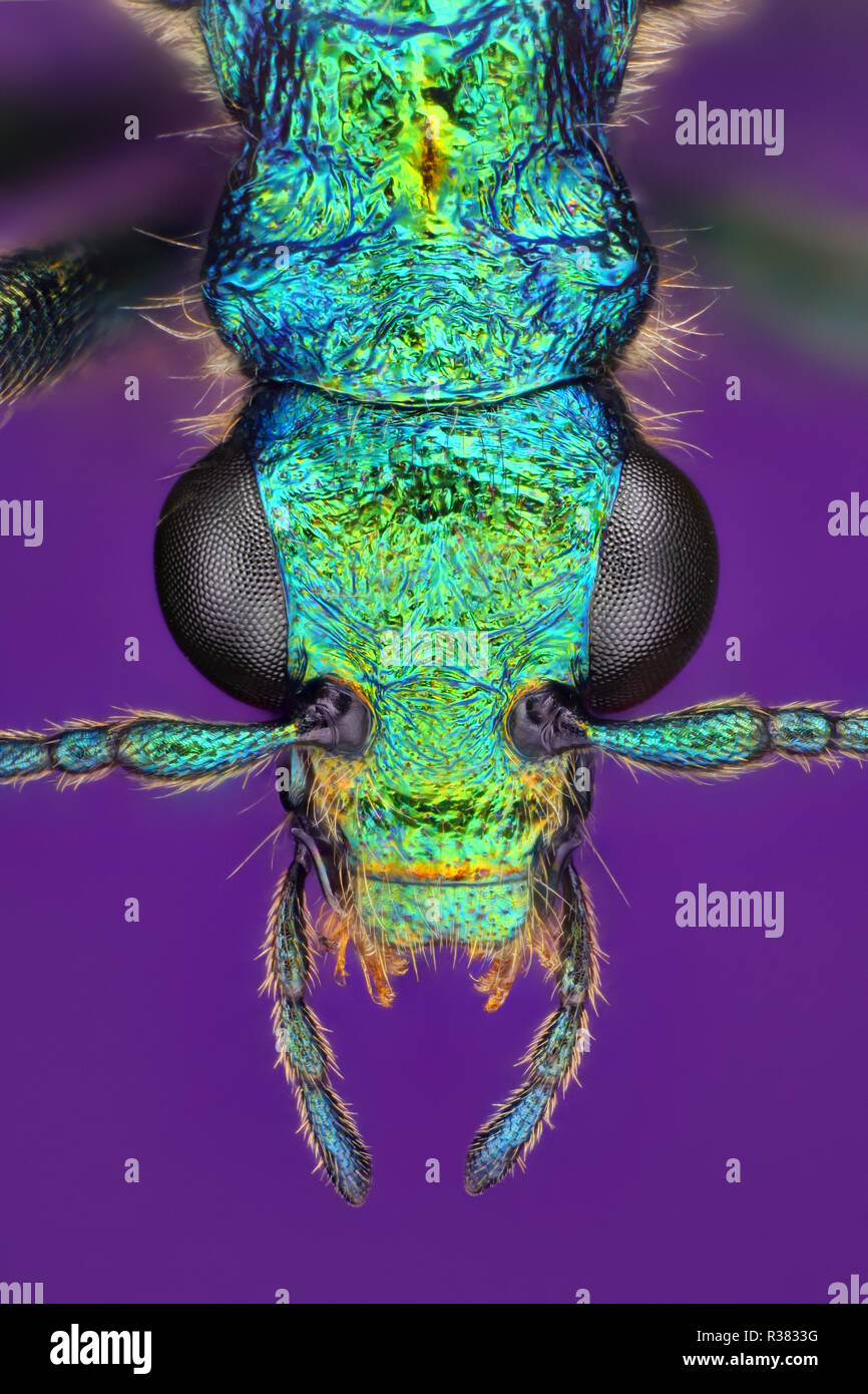 Estremamente dettagliate e nitide nelle foto di un bug di verde. L'immagine viene impilato da tanti colpi in una immagine nitida. Foto Stock