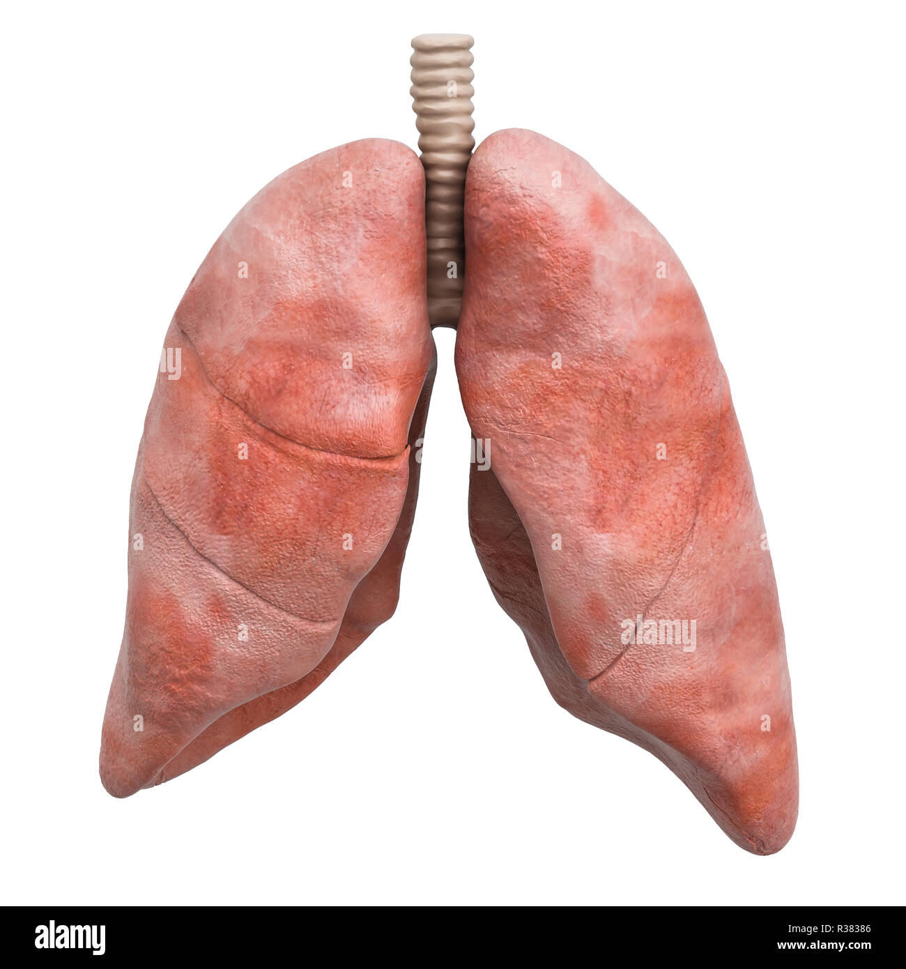 Realistiche umano polmoni, rendering 3D isolati su sfondo bianco Foto Stock