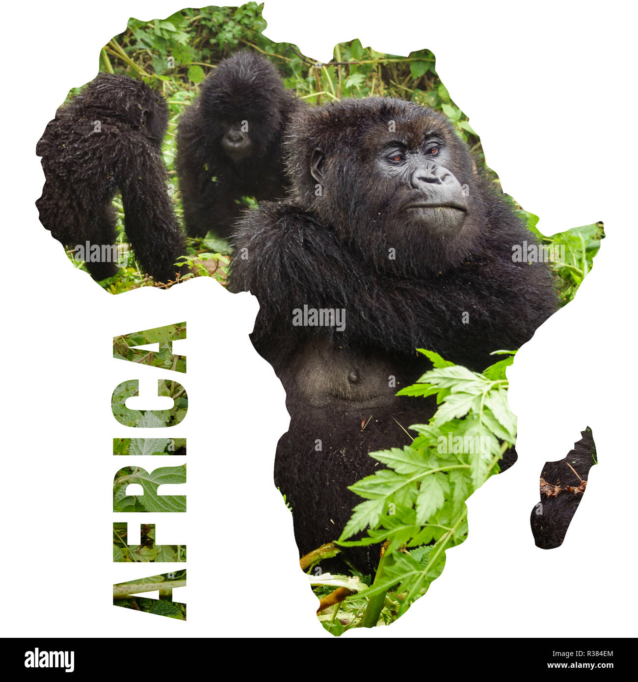 Gorilla di Montagna sedersi dentro l Africa il continente di forma contorno Foto Stock