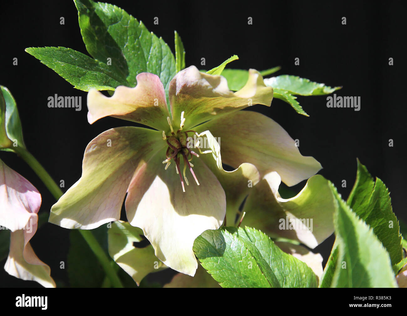 L'elleboro bloom Foto Stock