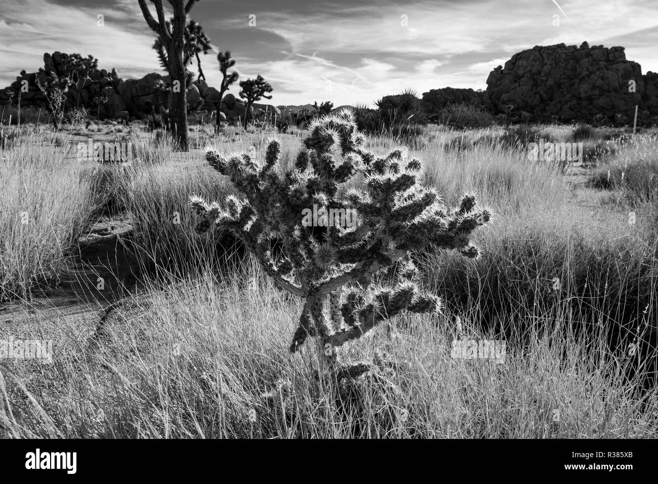 Bianco & Nero Ocotillo Cactus Foto Stock