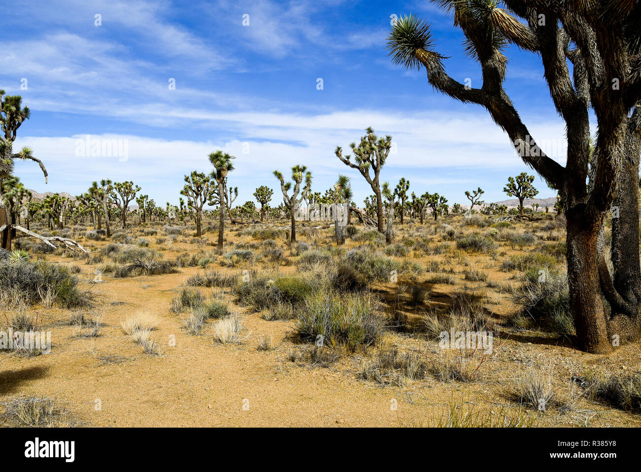 Deserto frutteto di alberi di Joshua Foto Stock