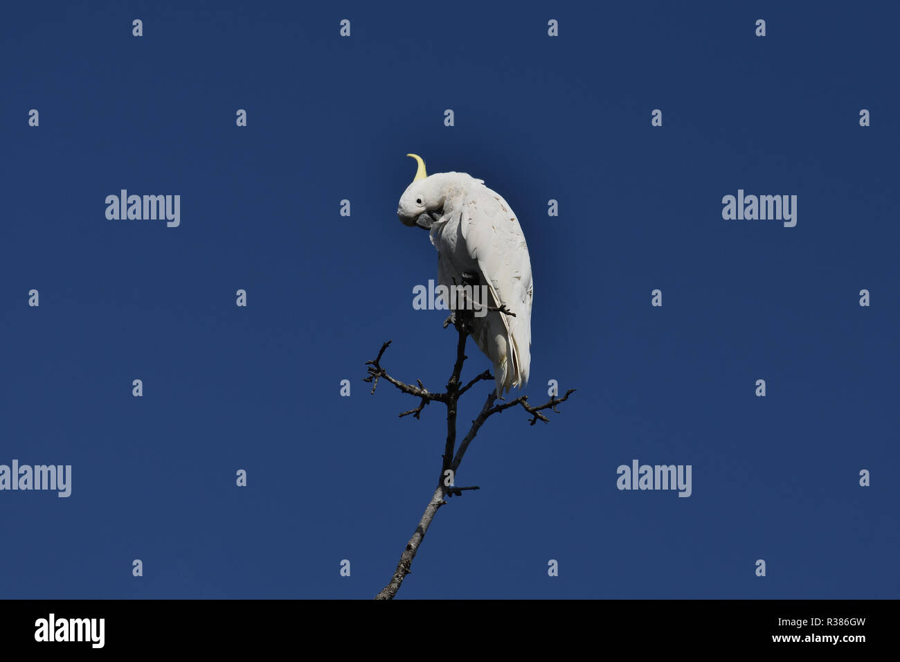 Un australiano, Queensland zolfo-crested Cockatoo ( Cacatua galerita ) arroccato su un albero preening stesso Foto Stock